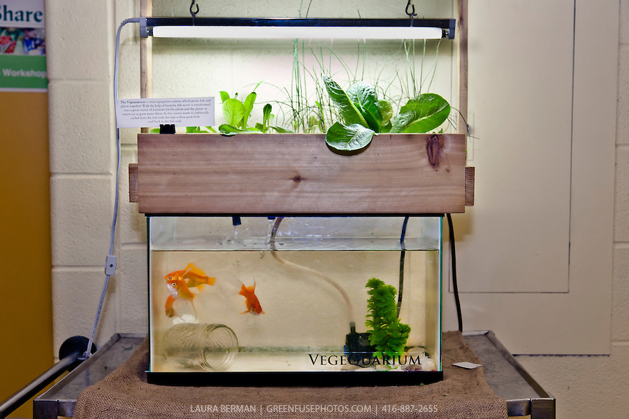 Easy Diy Aquaponics System Review – Can Andrew Endres’ Book Work?